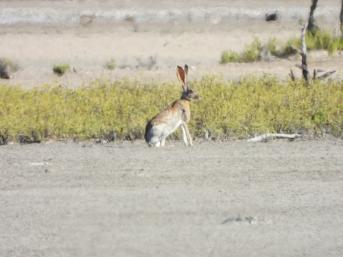 Liebre antílope observed by mar_y_sierra_silvestre