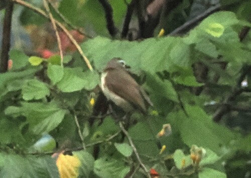 White-browed Bulbul