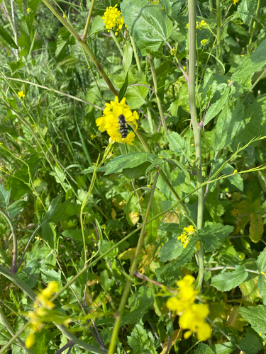 Unknown species found near Ventura, CA, US