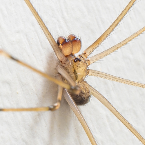 Giant Cellar Spider