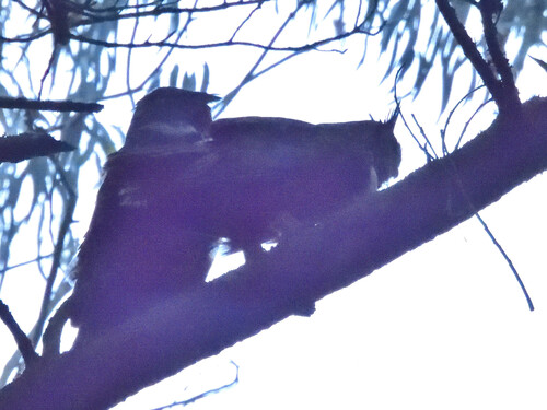 View observation of {o.common_name} on iNaturalist