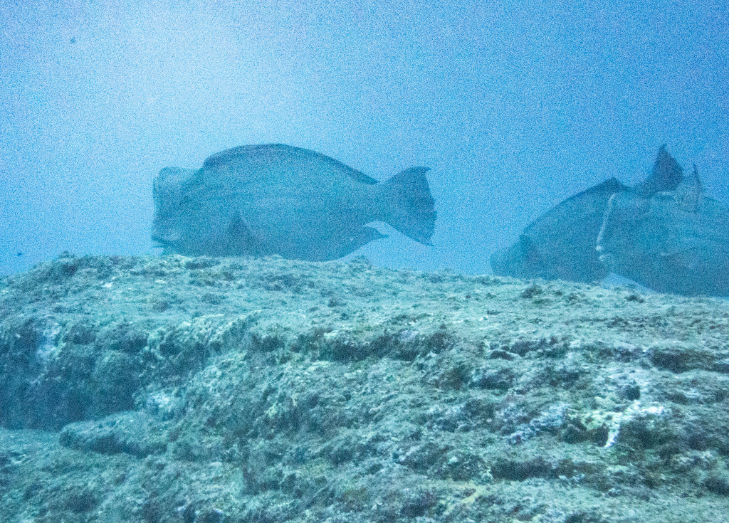 Bumphead Parrotfish