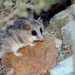 White-bellied Fat-tailed Mouse Opossum - Photo (c) Michael Weymann, all rights reserved