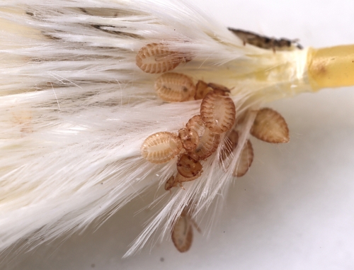 Poultry Fluff Louse