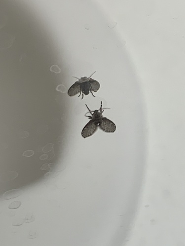Unknown species found near E Main St, Tuckerton, NJ, US