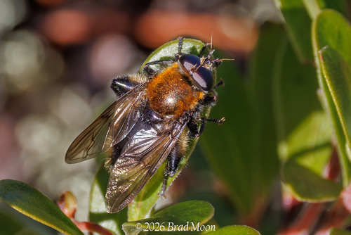 Unknown species found near Florence, OR 97439, USA