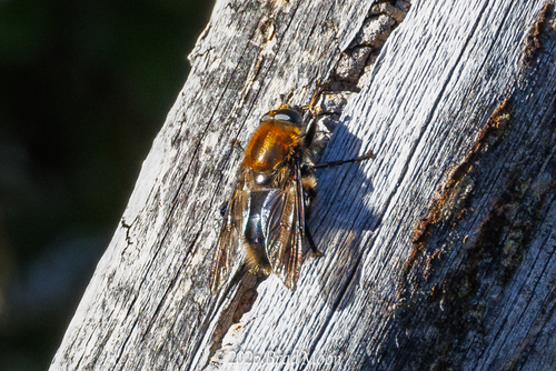Unknown species found near Florence, OR 97439, USA