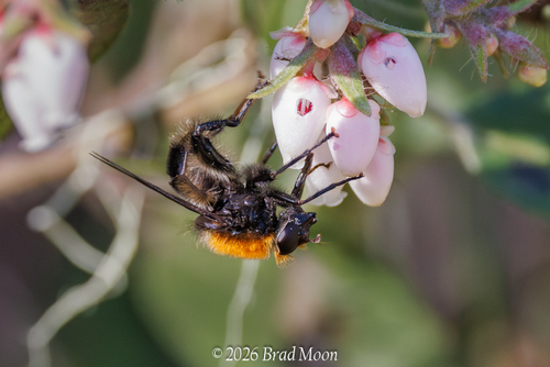 Unknown species found near Florence, OR 97439, USA