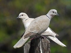 Eurasian Collared-Dove - Photo (c) Daniel, all rights reserved, uploaded by Daniel