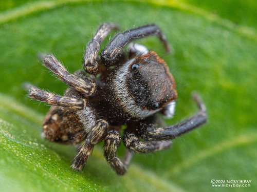 Adanson's House Jumper