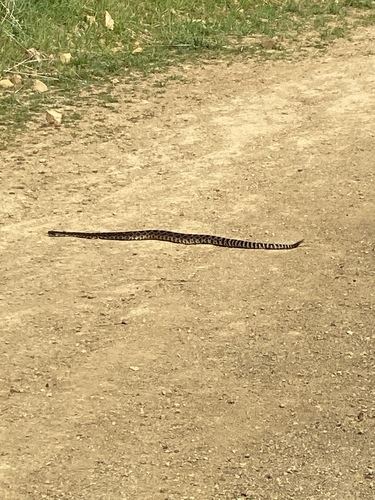 iNaturalist observation photo of Southern Pacific Rattlesnake