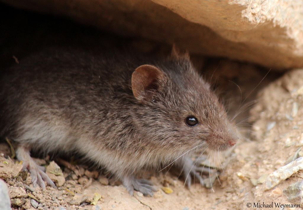 White-bellied Grass Mouse (Akodon albiventer)