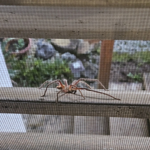 Nolavia antiguensis
