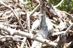 Egretta caerulea image