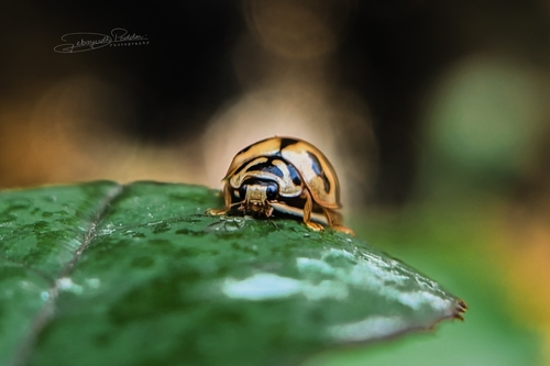Six-spotted Zigzag Ladybird