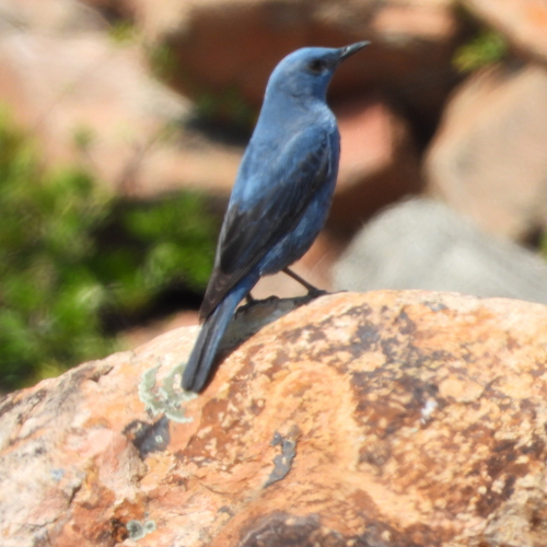 Blue Rock-Thrush