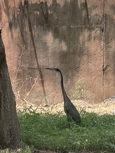 Black-headed Heron