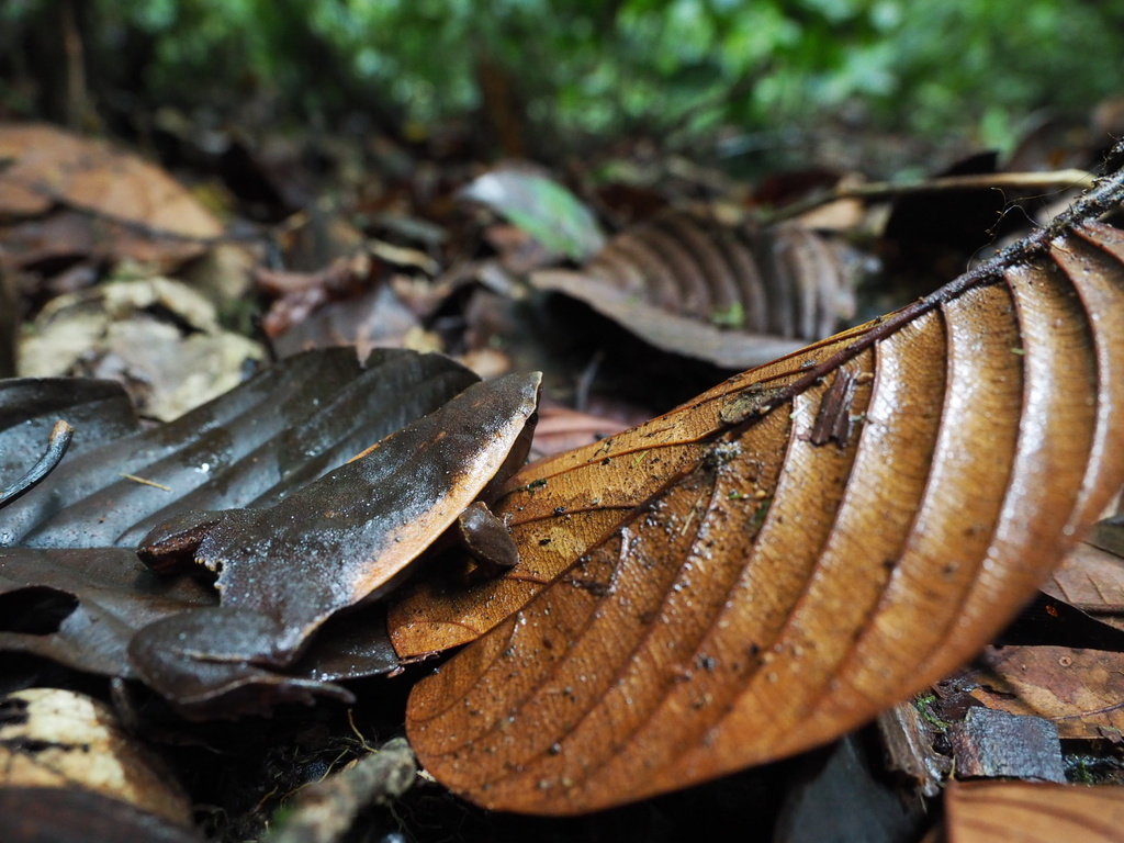 Pyburn's Pancake Frog