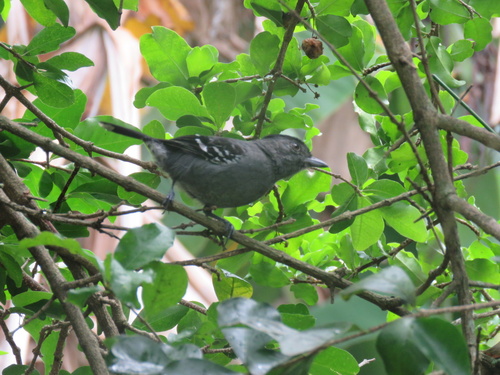 Variable Antshrike