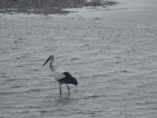Oriental Stork