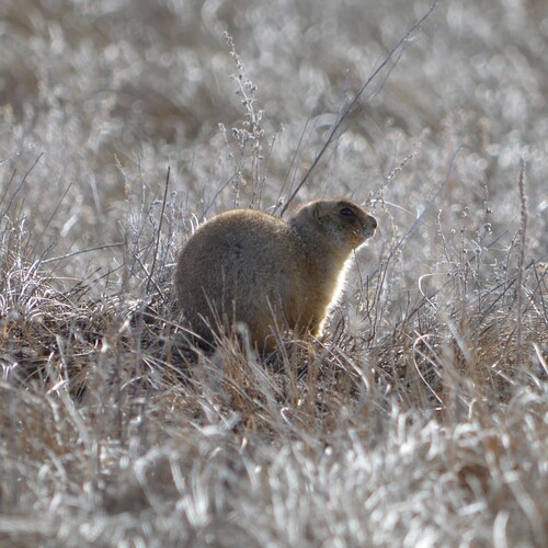 Gunnison's Prairie Dog observed by toddcornwell