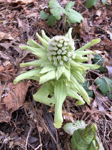 Petasites japonicus