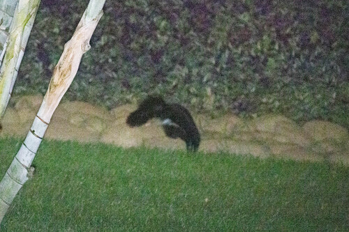 Hooded Skunk observed by tonyernst