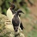 Pallas's Murre - Photo (c) David Beadle, all rights reserved, uploaded by David Beadle