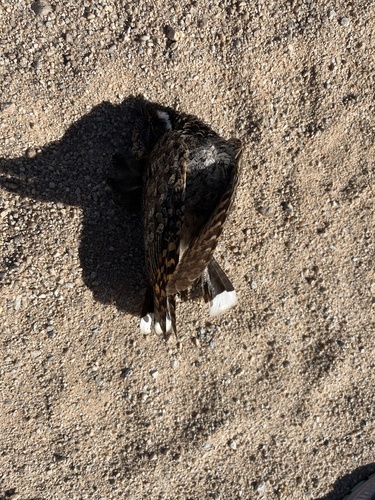 Common Poorwill observed by hannah54579