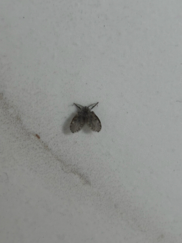 Unknown species found near N Pleasant St, Amherst, MA, US
