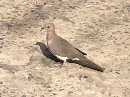 Laughing Dove