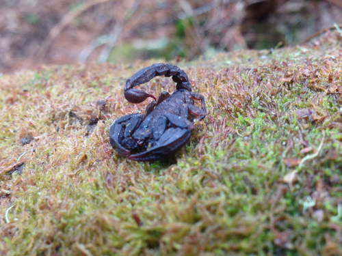 Megacormus gertschi