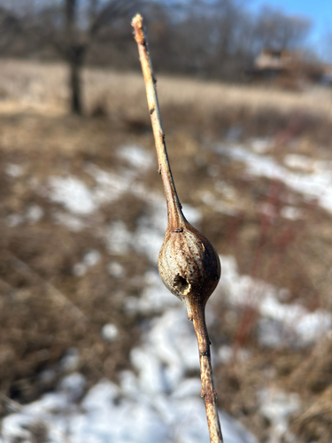 Unknown species found near Brooklyn Park, MN, US