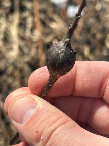 Unknown species found near Brooklyn Park, MN, US