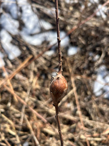Unknown species found near Brooklyn Park, MN, US