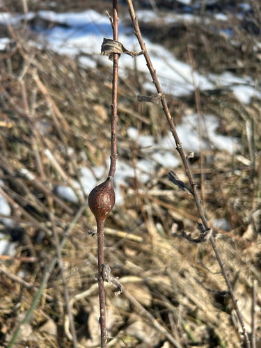 Unknown species found near Brooklyn Park, MN, US