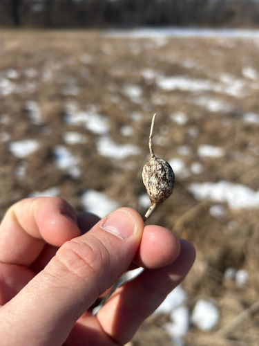 Unknown species found near Brooklyn Park, MN, US