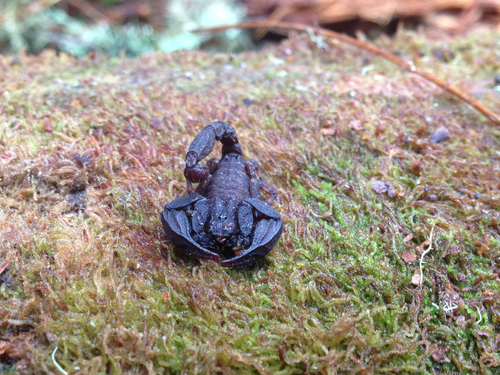 Megacormus gertschi