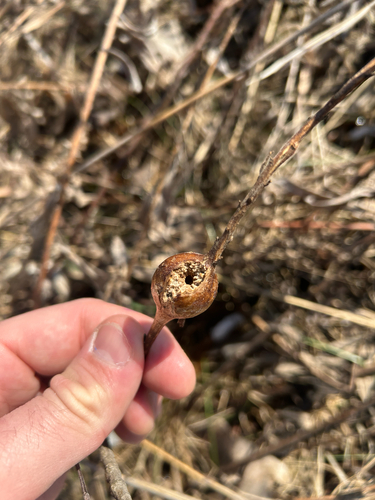 Unknown species found near Brooklyn Park, MN, US