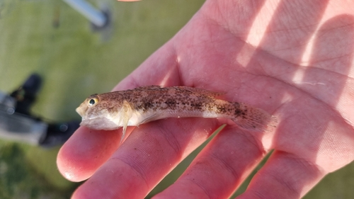 Gobius niger