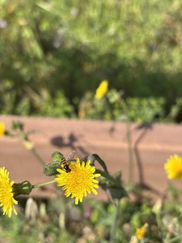 Unknown species found near Edison Trails Park, Monterey Park, CA, US