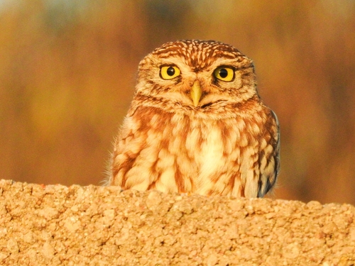 View observation of {o.common_name} on iNaturalist