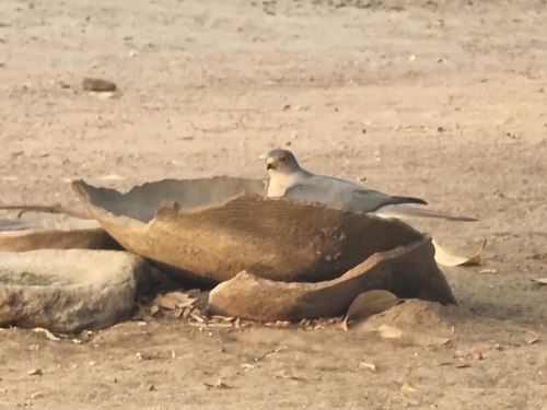Shikra