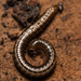 Short Snake Millipedes - Photo (c) Jeremiah Degenhardt, all rights reserved, uploaded by Jeremiah Degenhardt