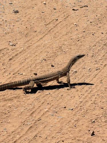 Sand Monitor