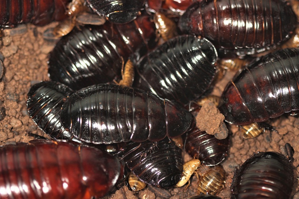 Giant Burrowing Cockroach (Macropanesthia rhinoceros) · iNaturalist