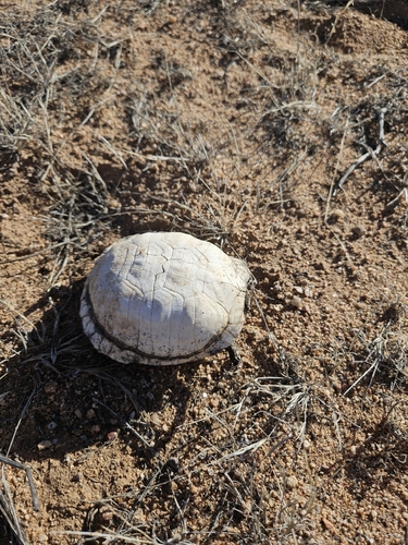 Ornate Box Turtle observed by john_beaver