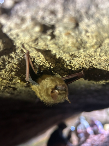 Tricolored Bat observed by owenreich