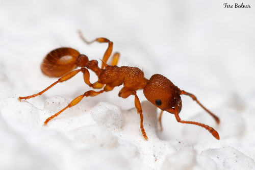 Myrmica scabrinodis