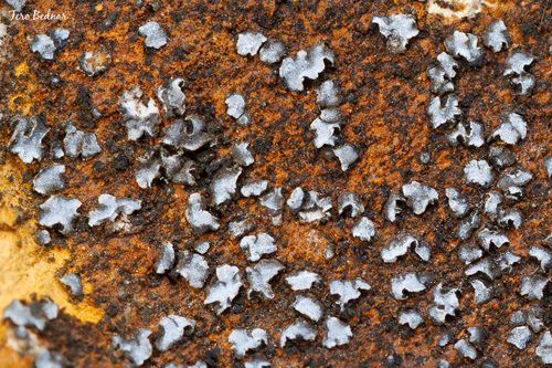 Acarospora moenium